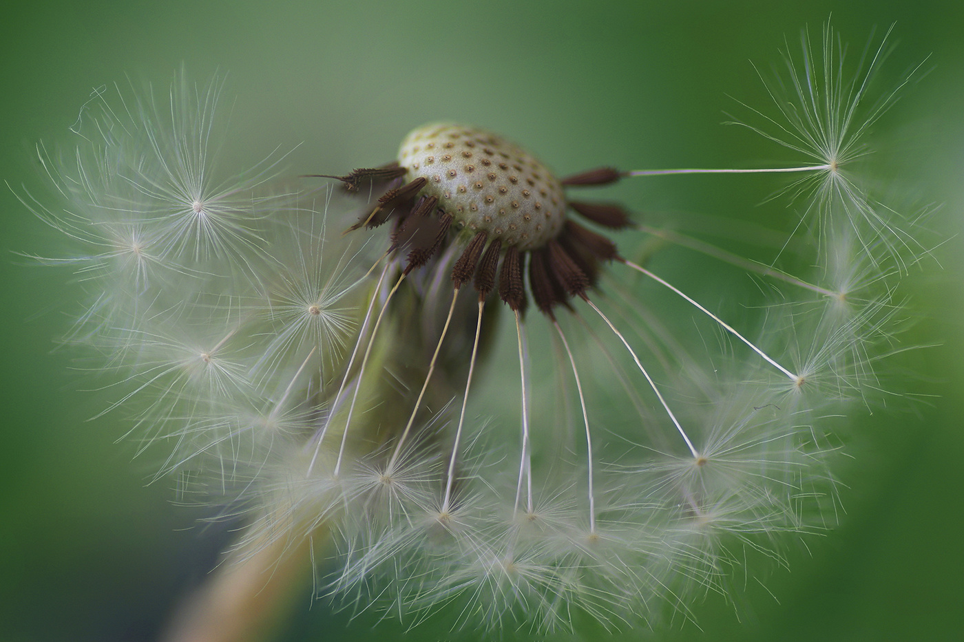 Taraxacum