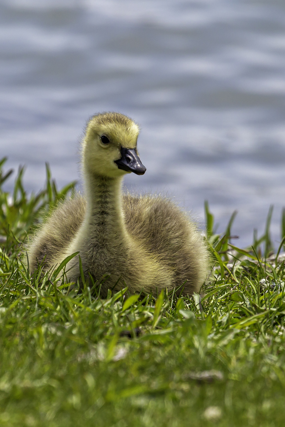 Baby Goose