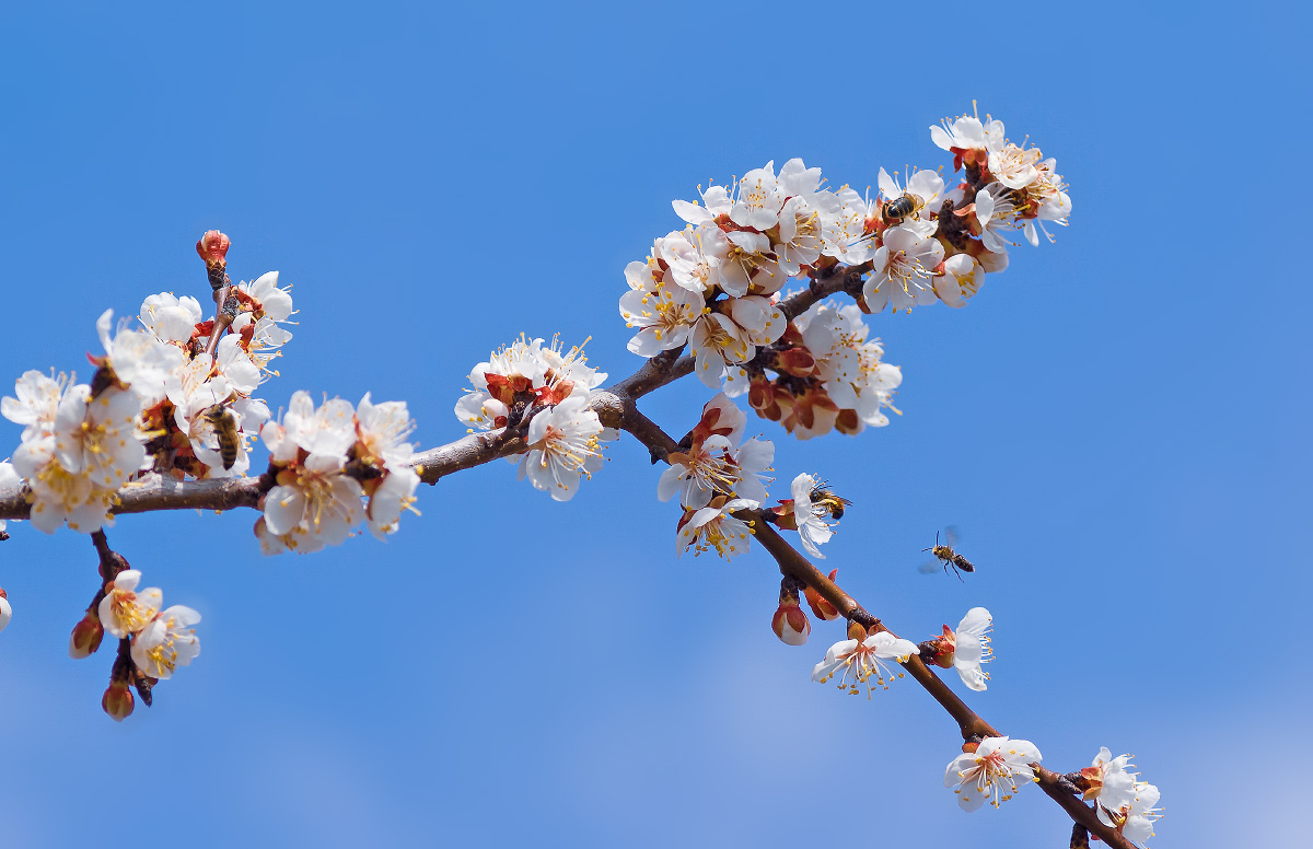 Die Farbe des Frühlings