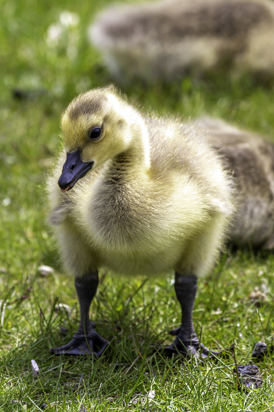 Young Goose