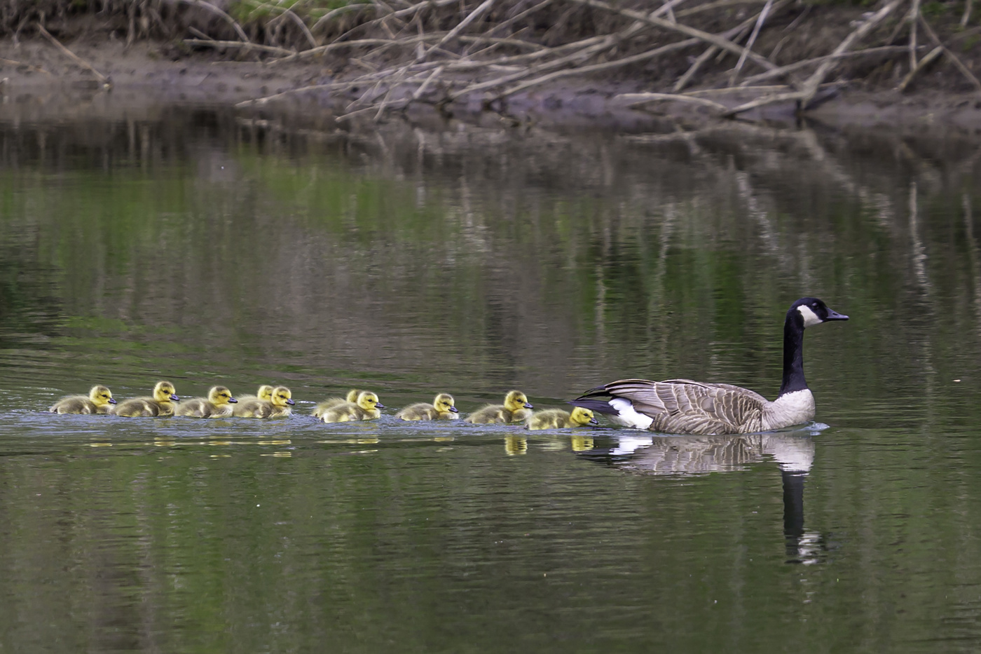 Mother and Chicks