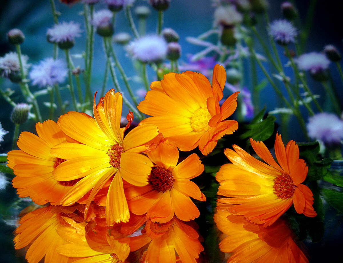 Calendula