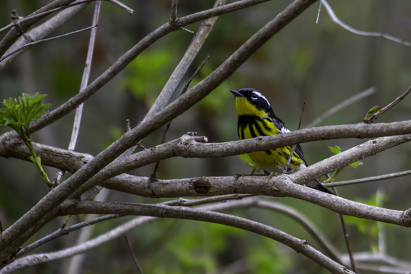 Magnolia Warbler