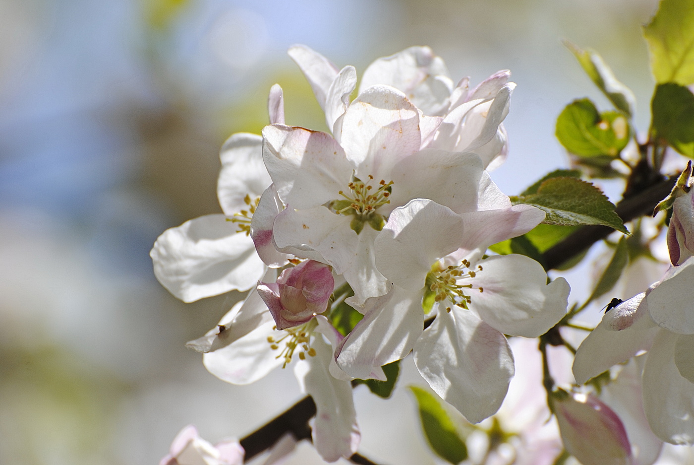 Blühende Frühlings