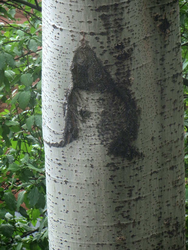 Porträt eines Mädchens