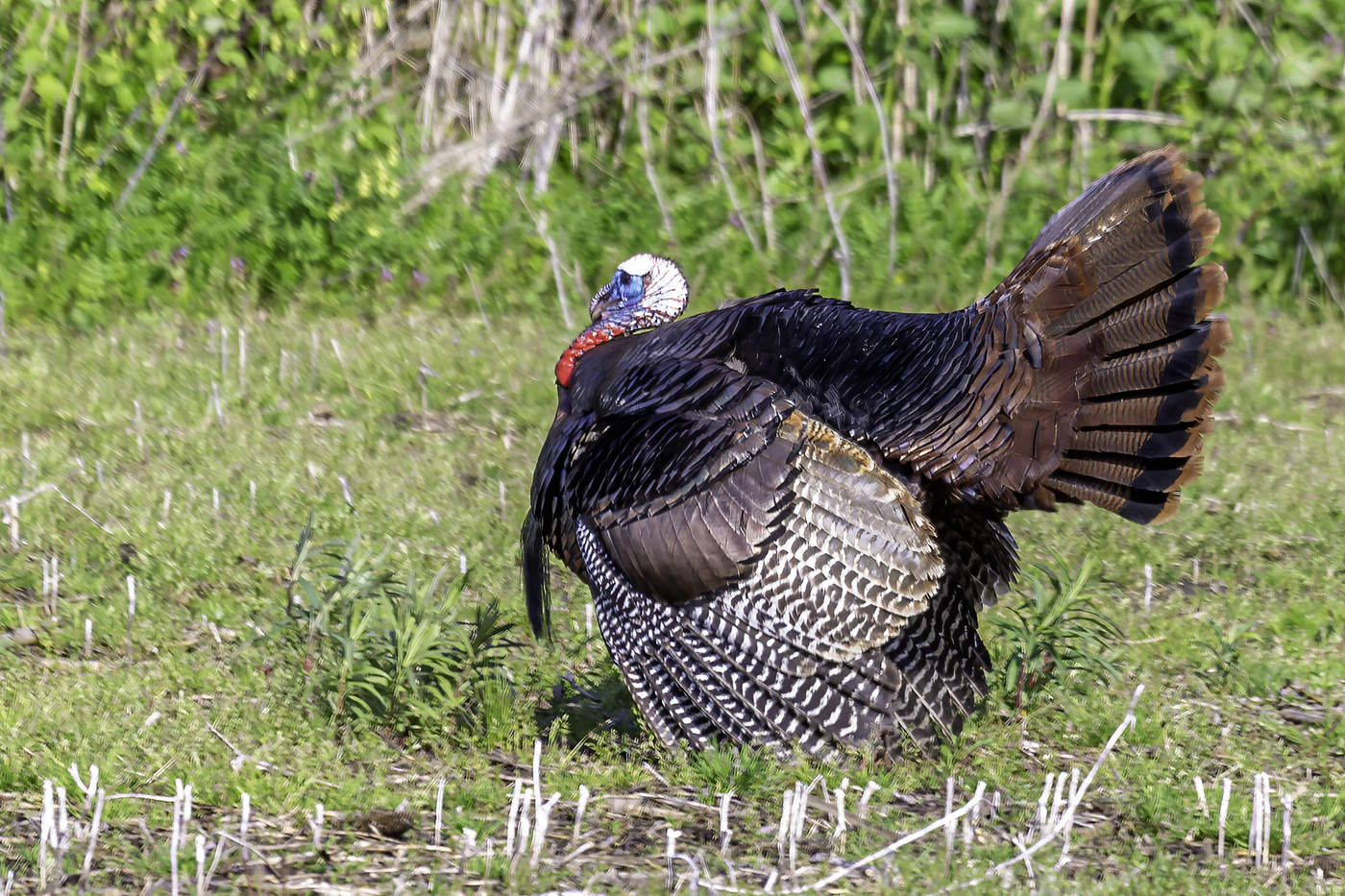 Wild Turkey Drake