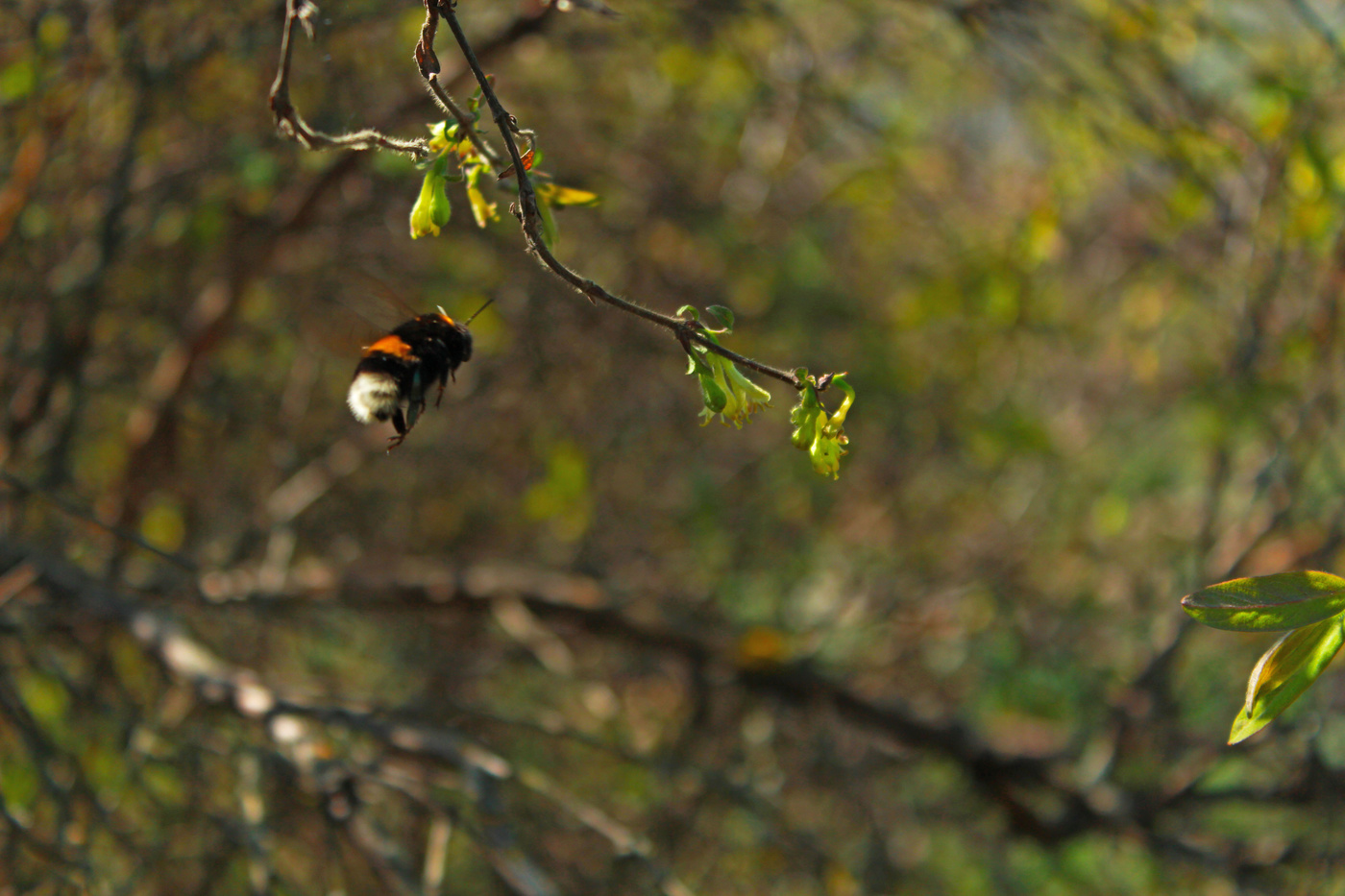 Flight of the Bumblebee