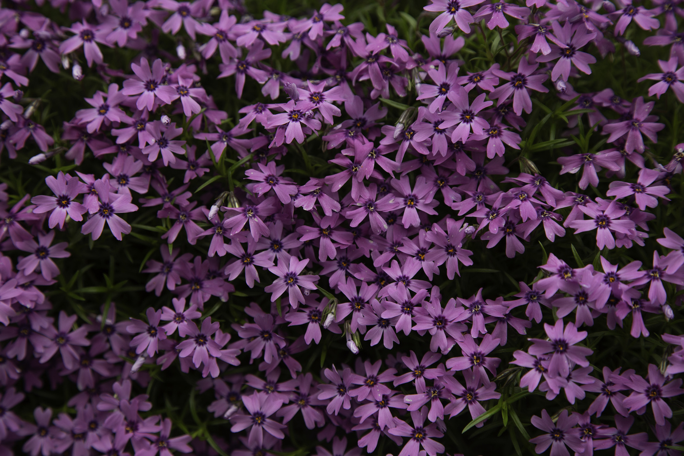 Creeping Phlox