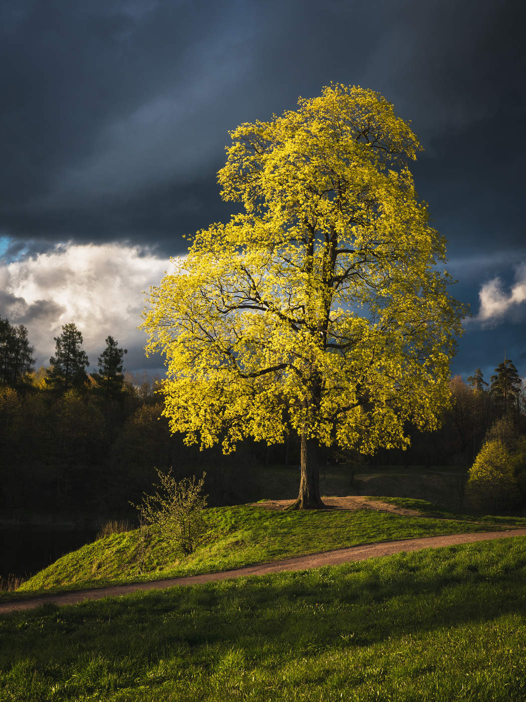 The tree in the rays of the may sun.