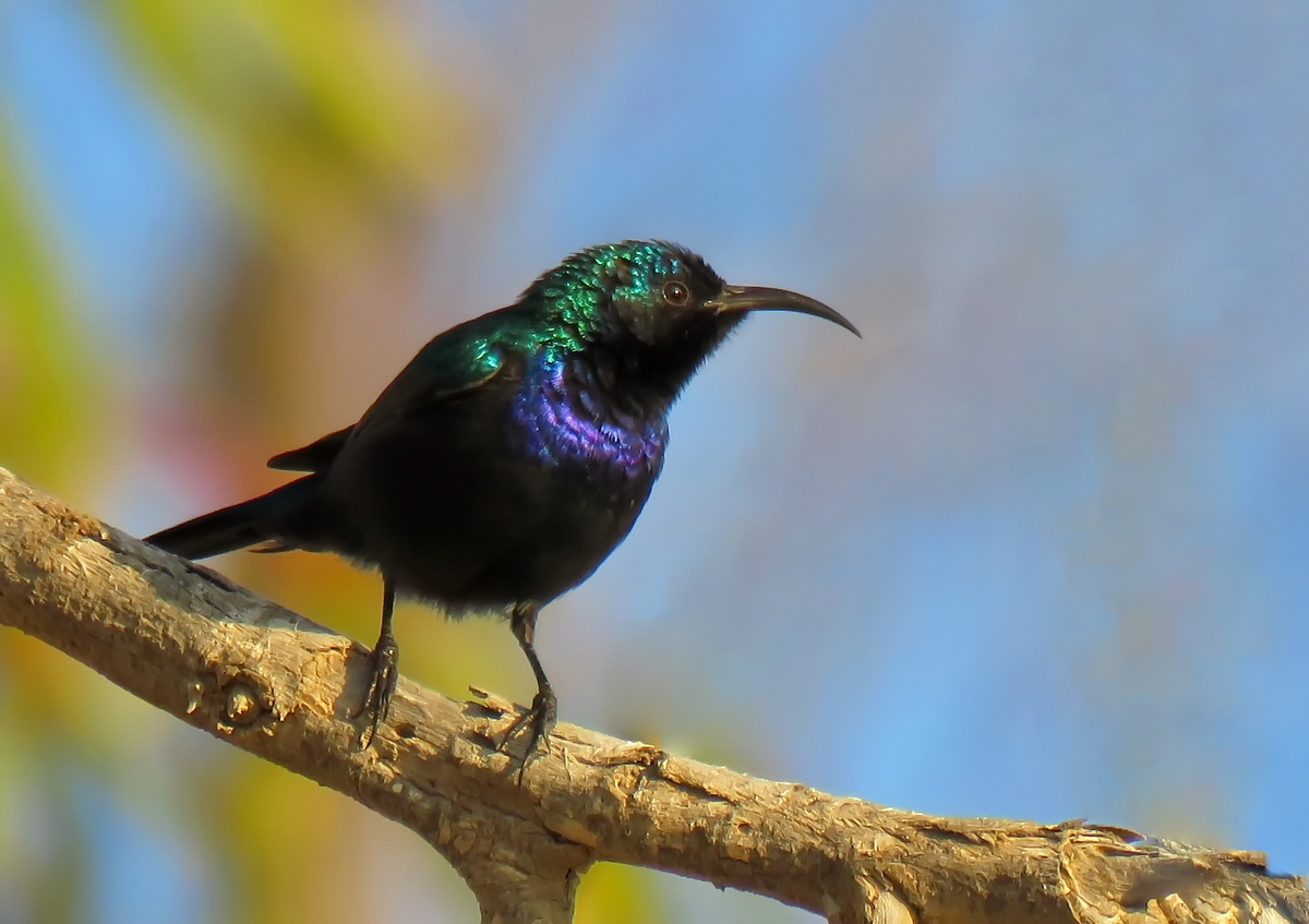 Sunbird