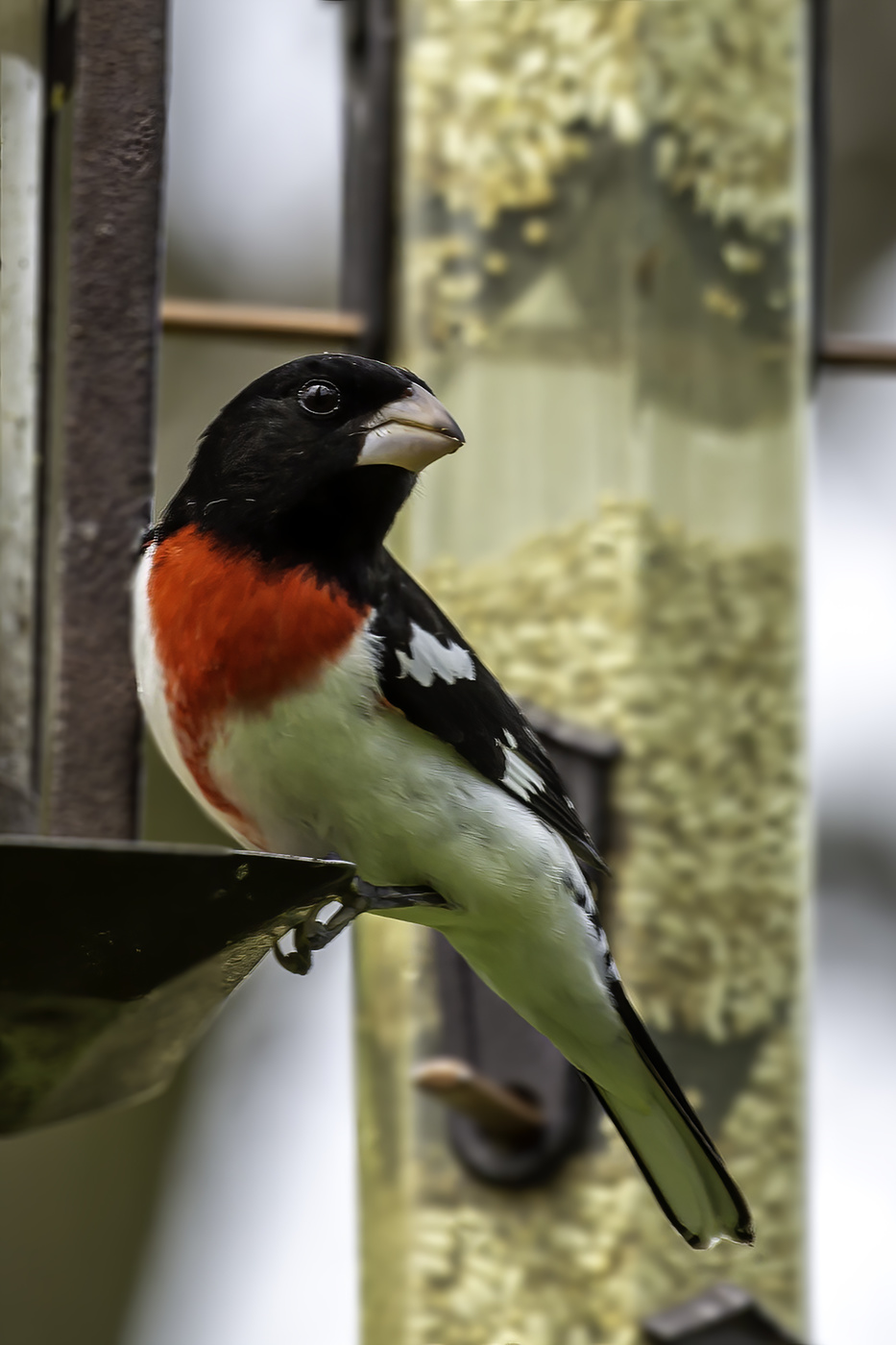 Rose-breasted Grosbeak