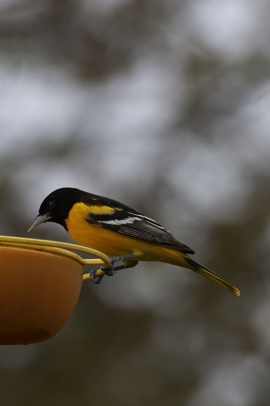 Baltimore Oriole