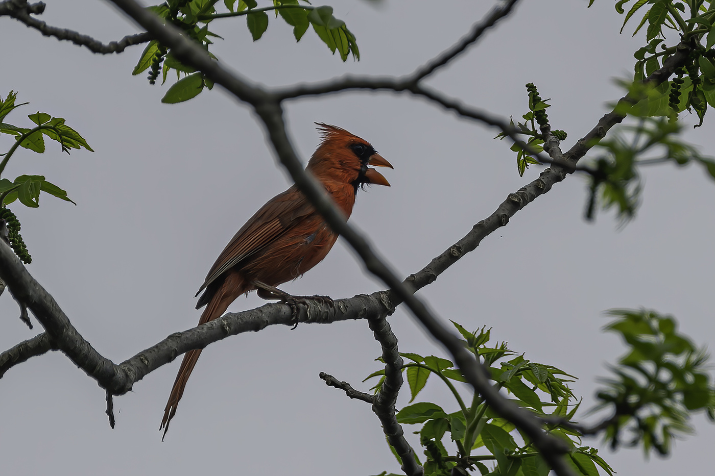 Northern Cardinal