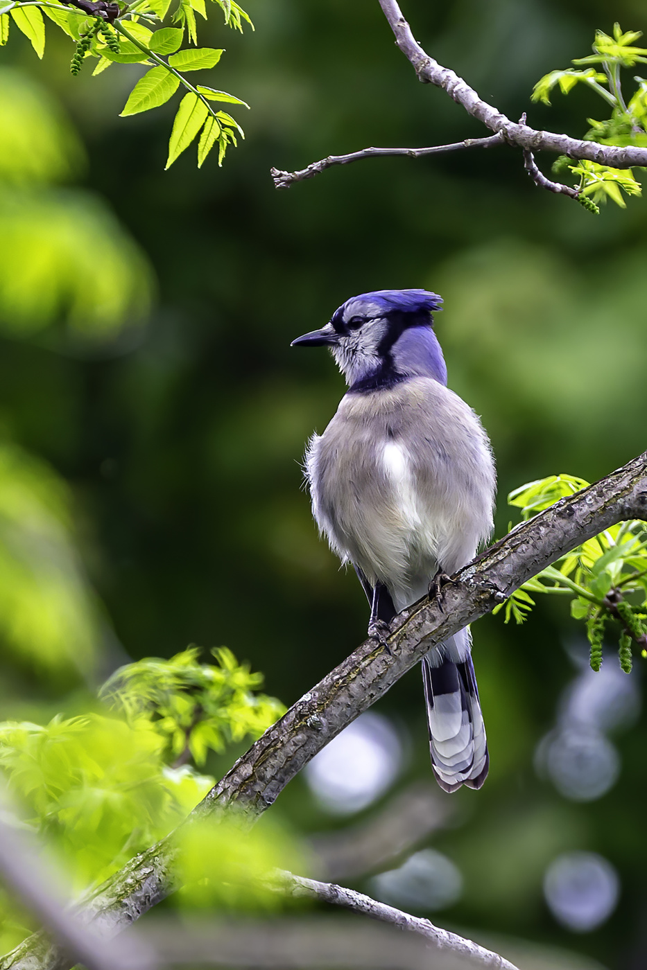 Beautiful Blue Jay