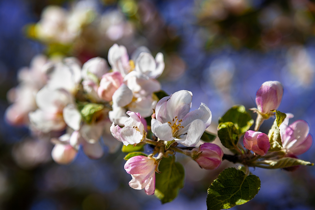Apple Trees in Bloom