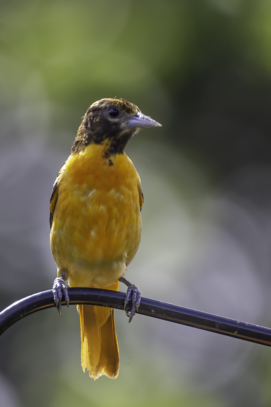 Juvenile Oriole