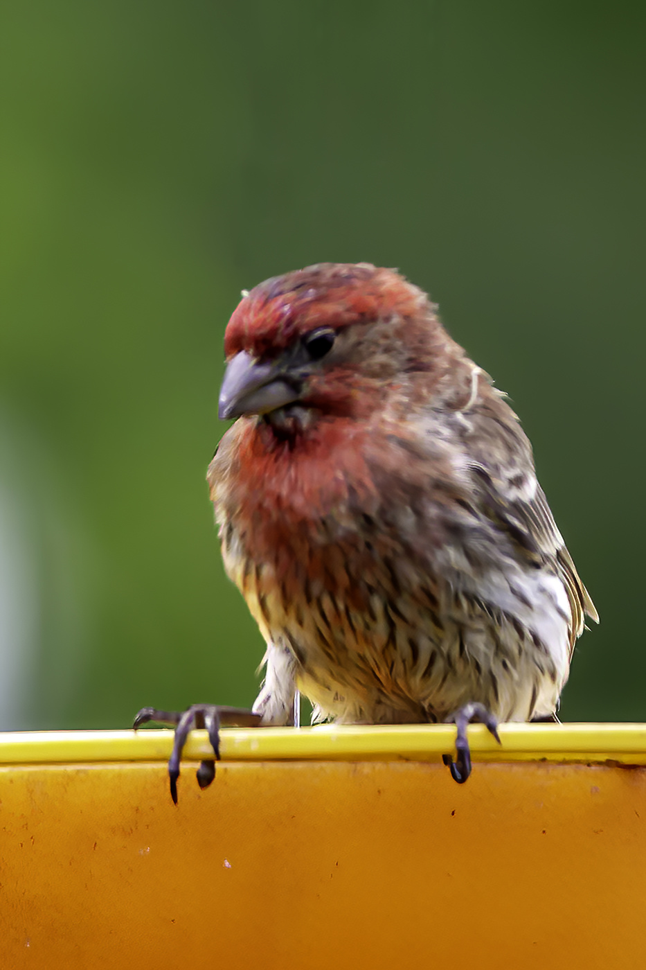 Purple Finch resting