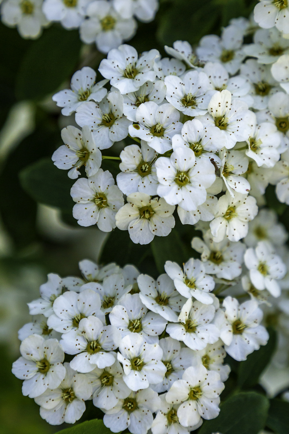 Spirea Blooms