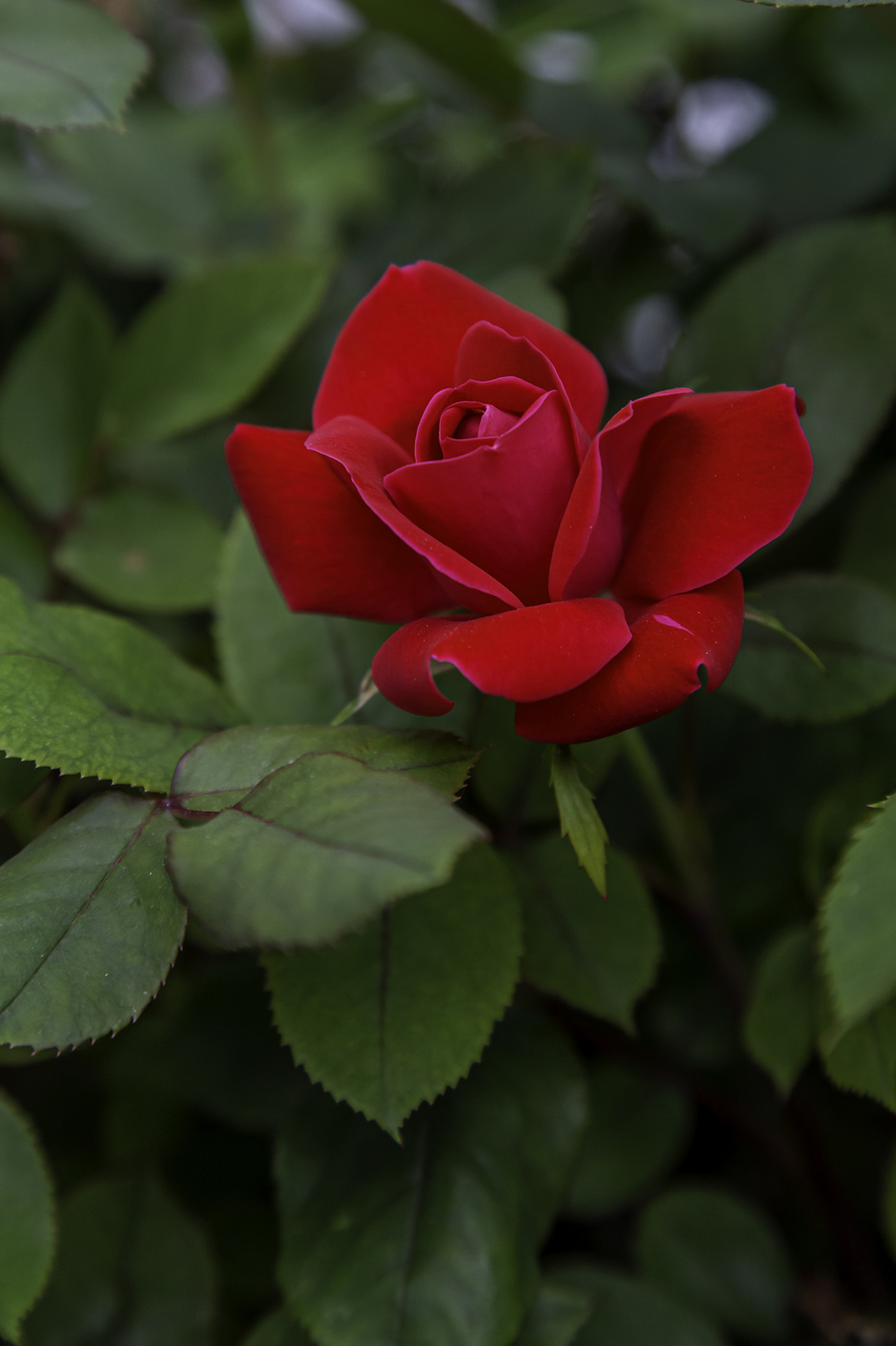 Beautiful Red Rose