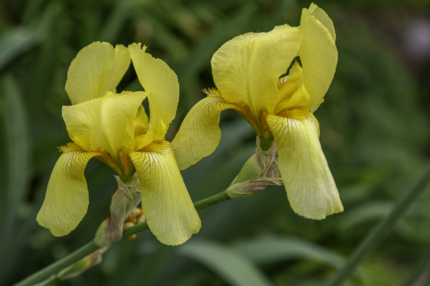 Gorgeous Yellow Iris