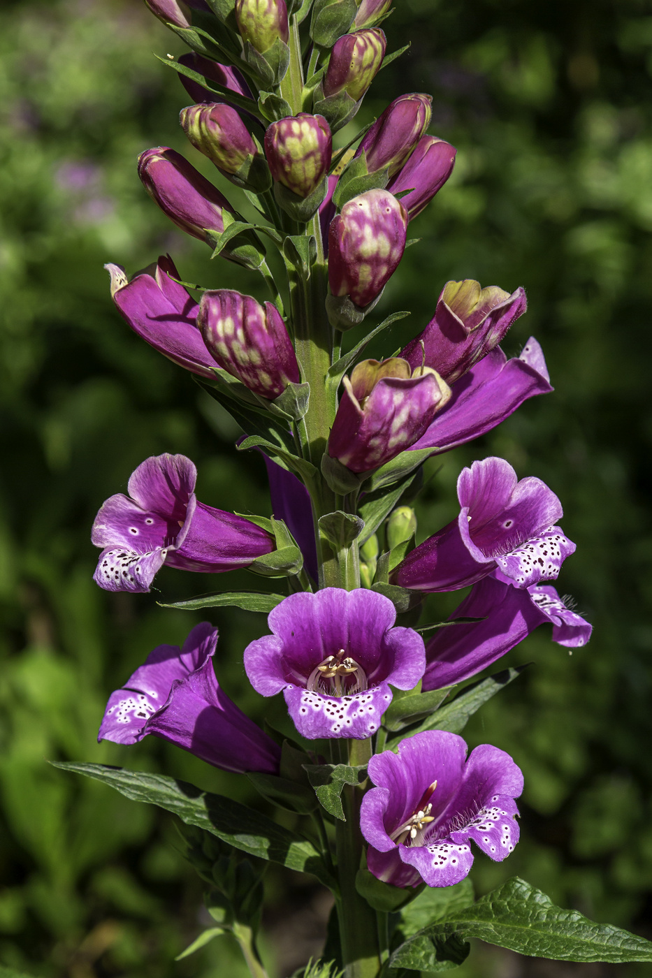 Foxglove