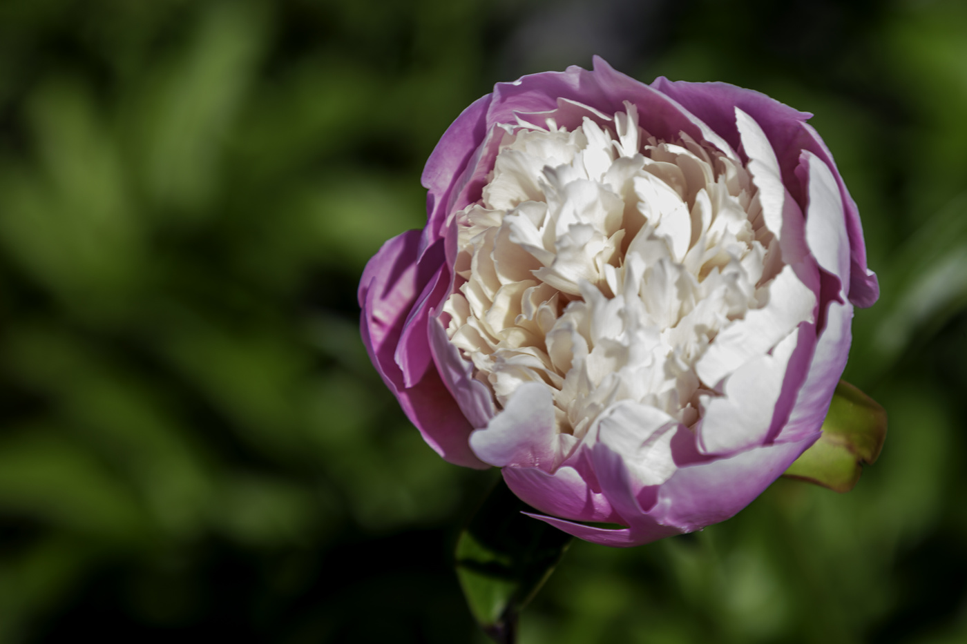 Pretty Peony