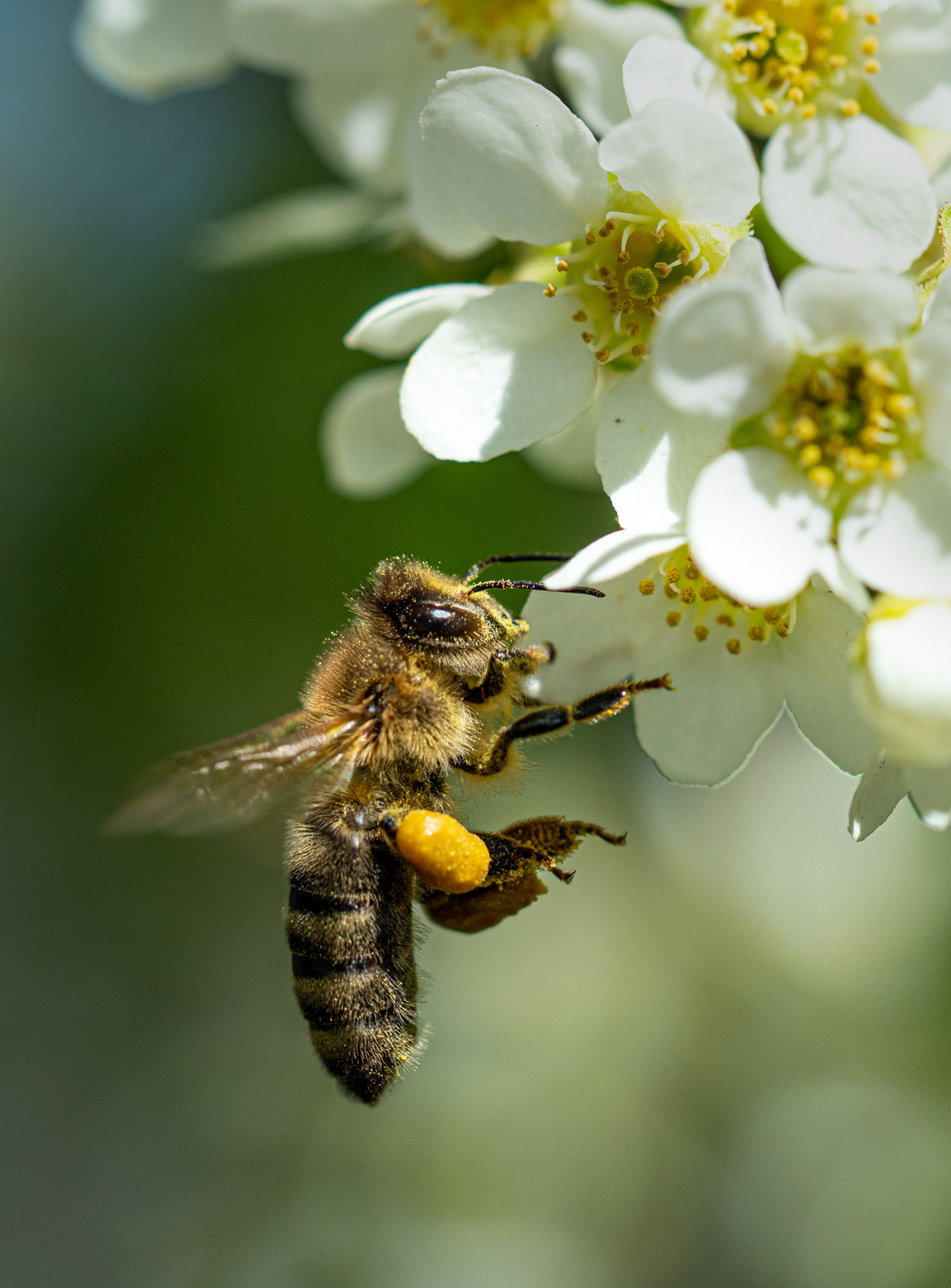 honey bee and mayday flower