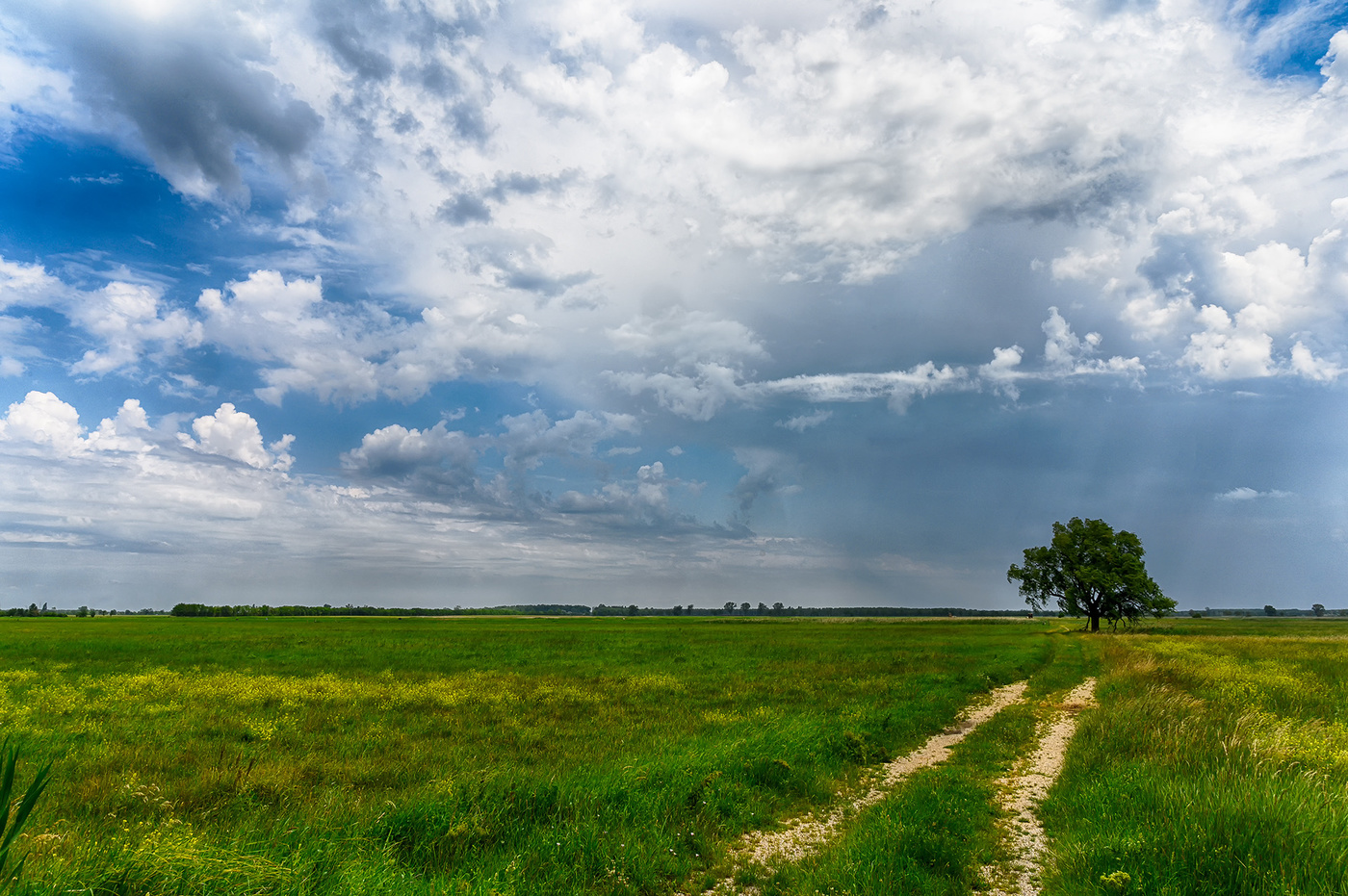 Baum im Feld