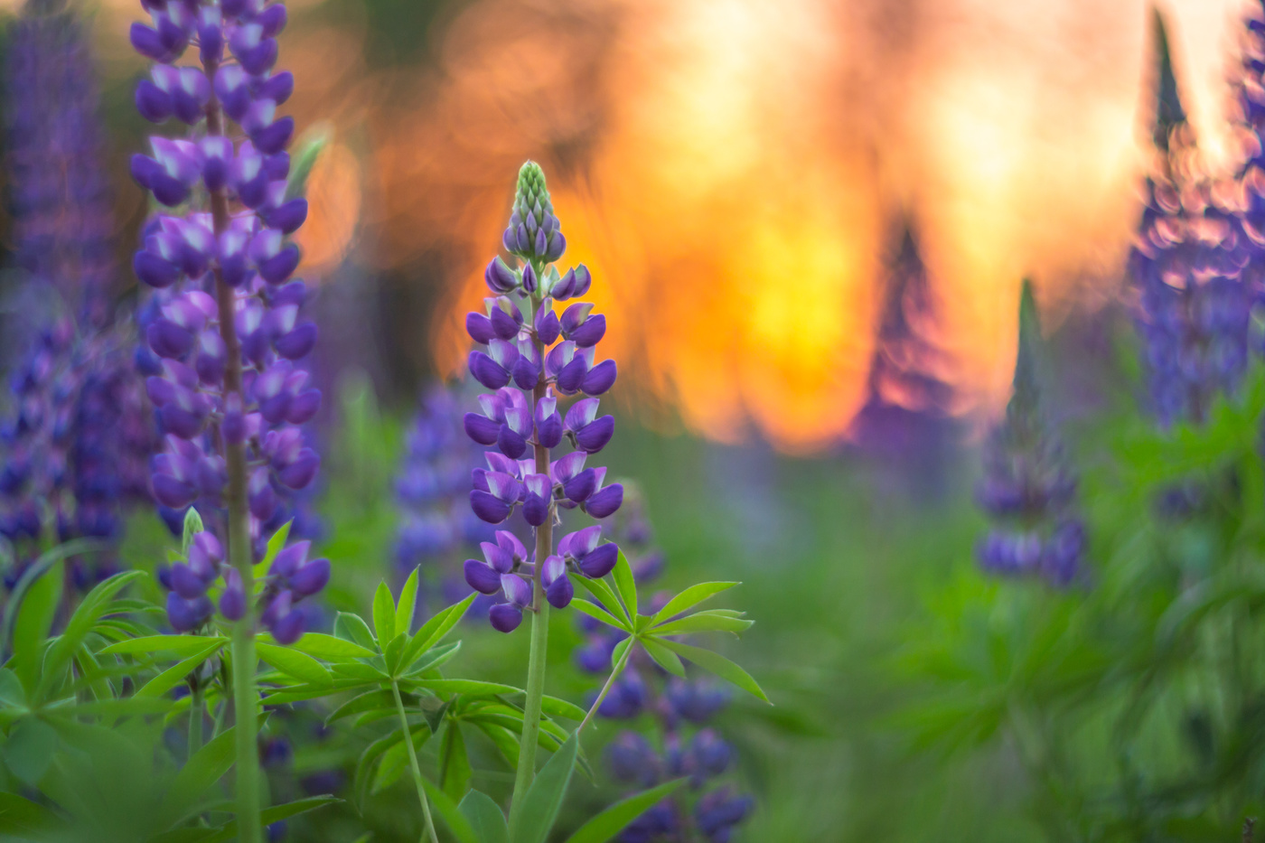 Der Beginn des Sommers