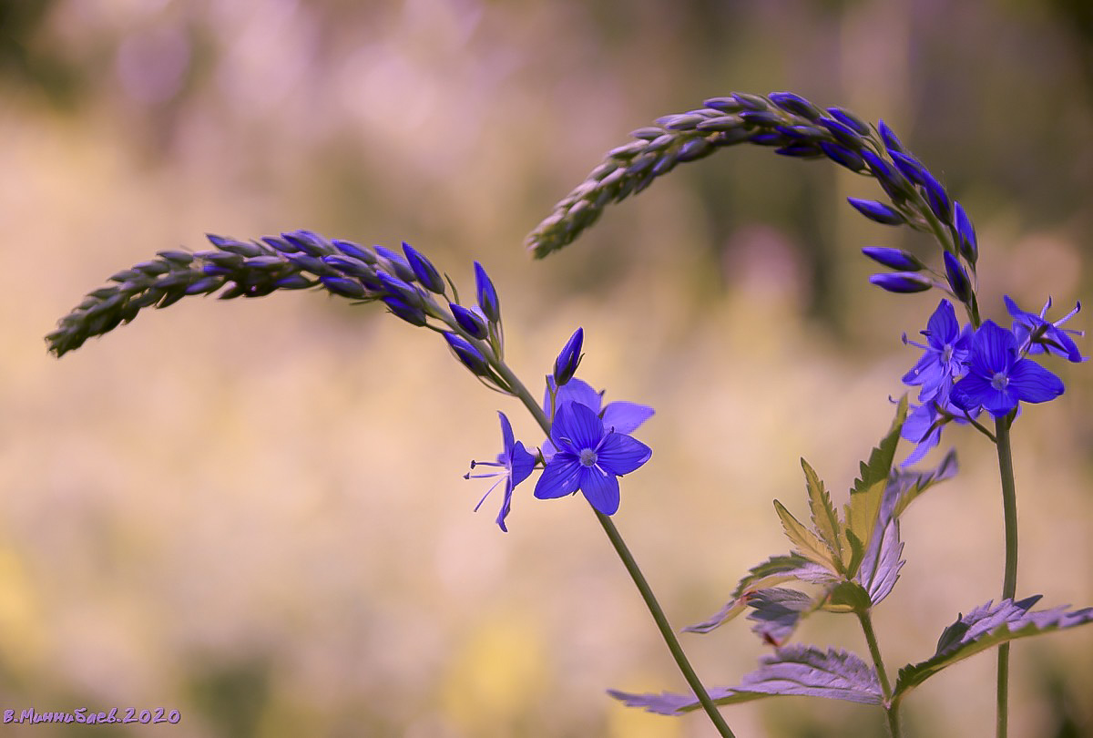 Blumen auf dem Felde