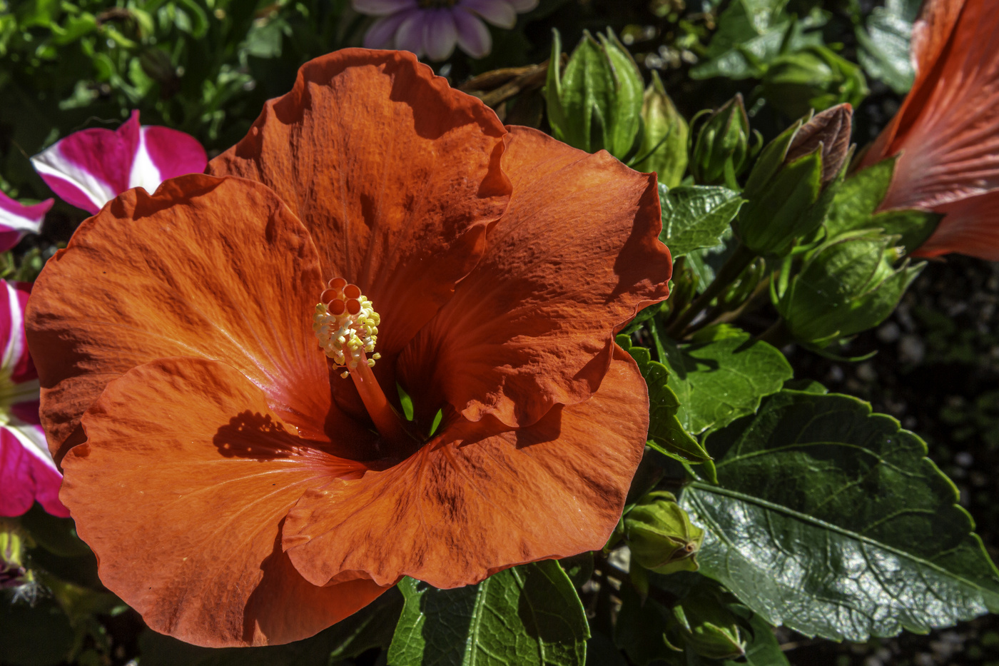 Red Hibiscus