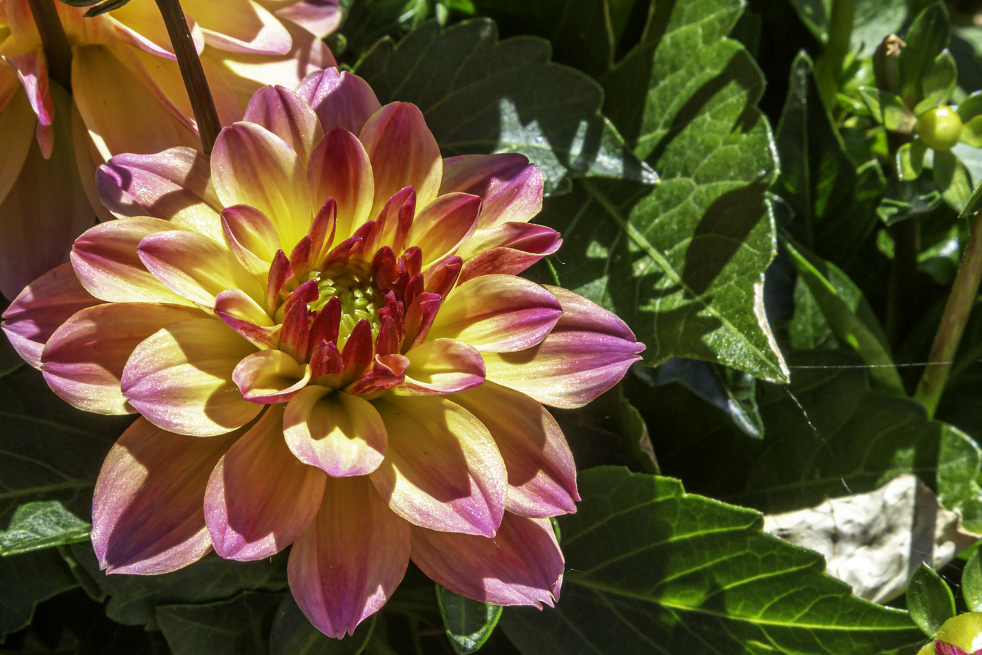 Beautiful Dahlia
