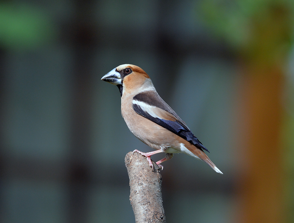Grosbeak