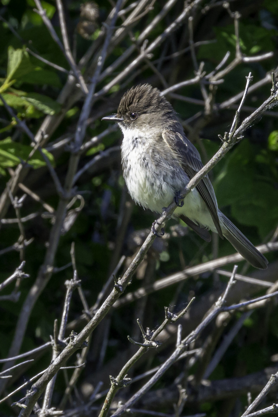 Eastern Phoebe