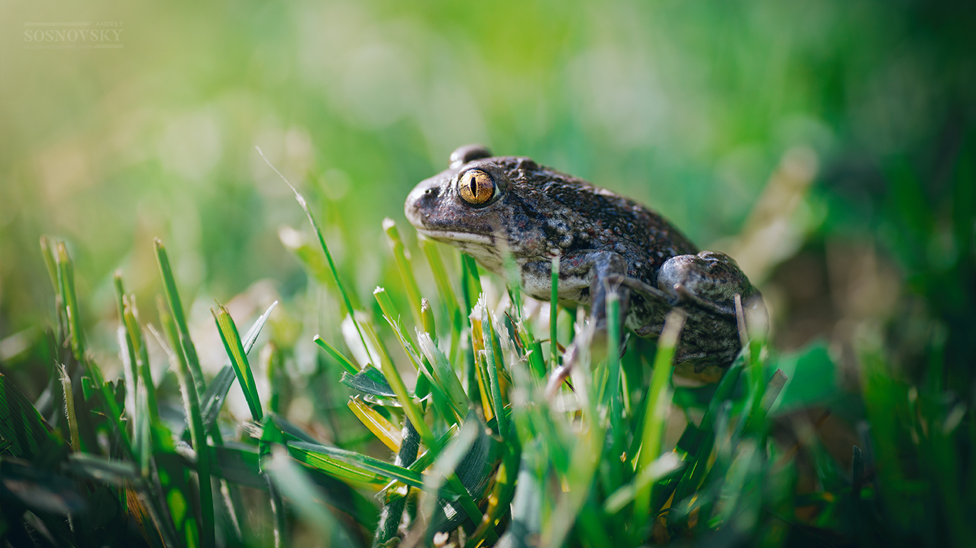 Im Vorgriff auf die Prince
