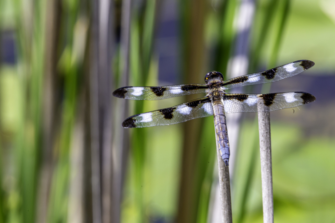 Black and White Striped Dragonfly