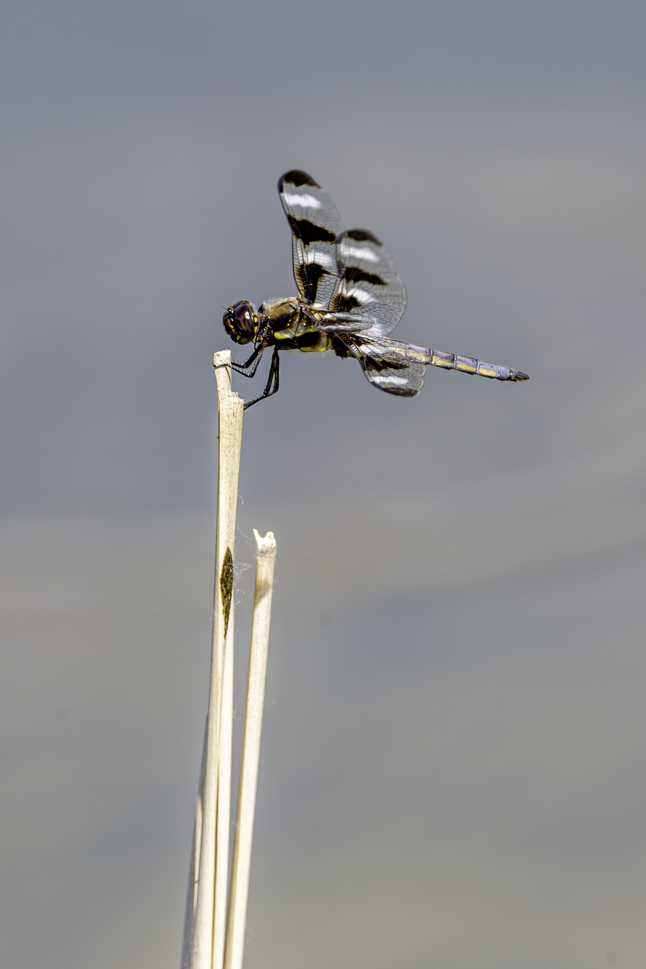 Another Dragonfly