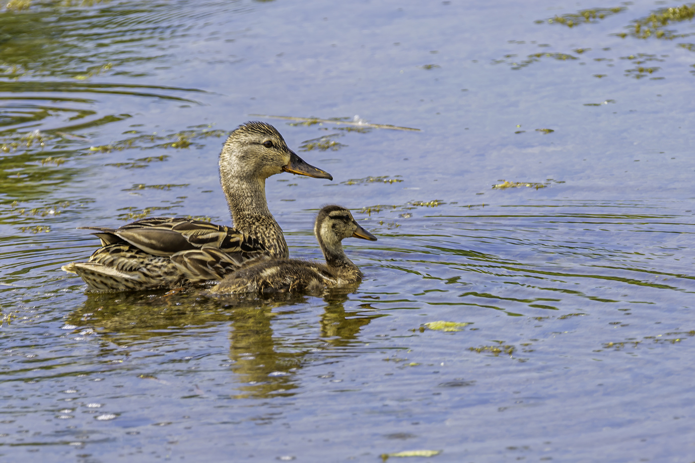 Mallard and Chick