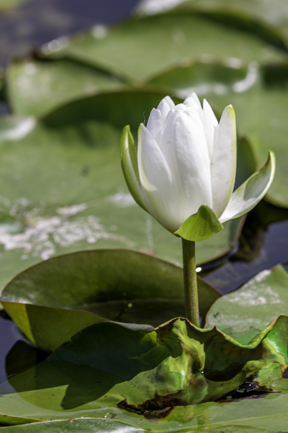 Beautiful Water Lily