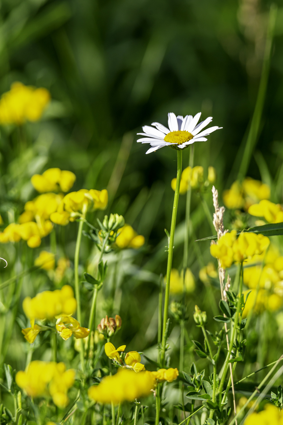 White in a Sea of Yellow