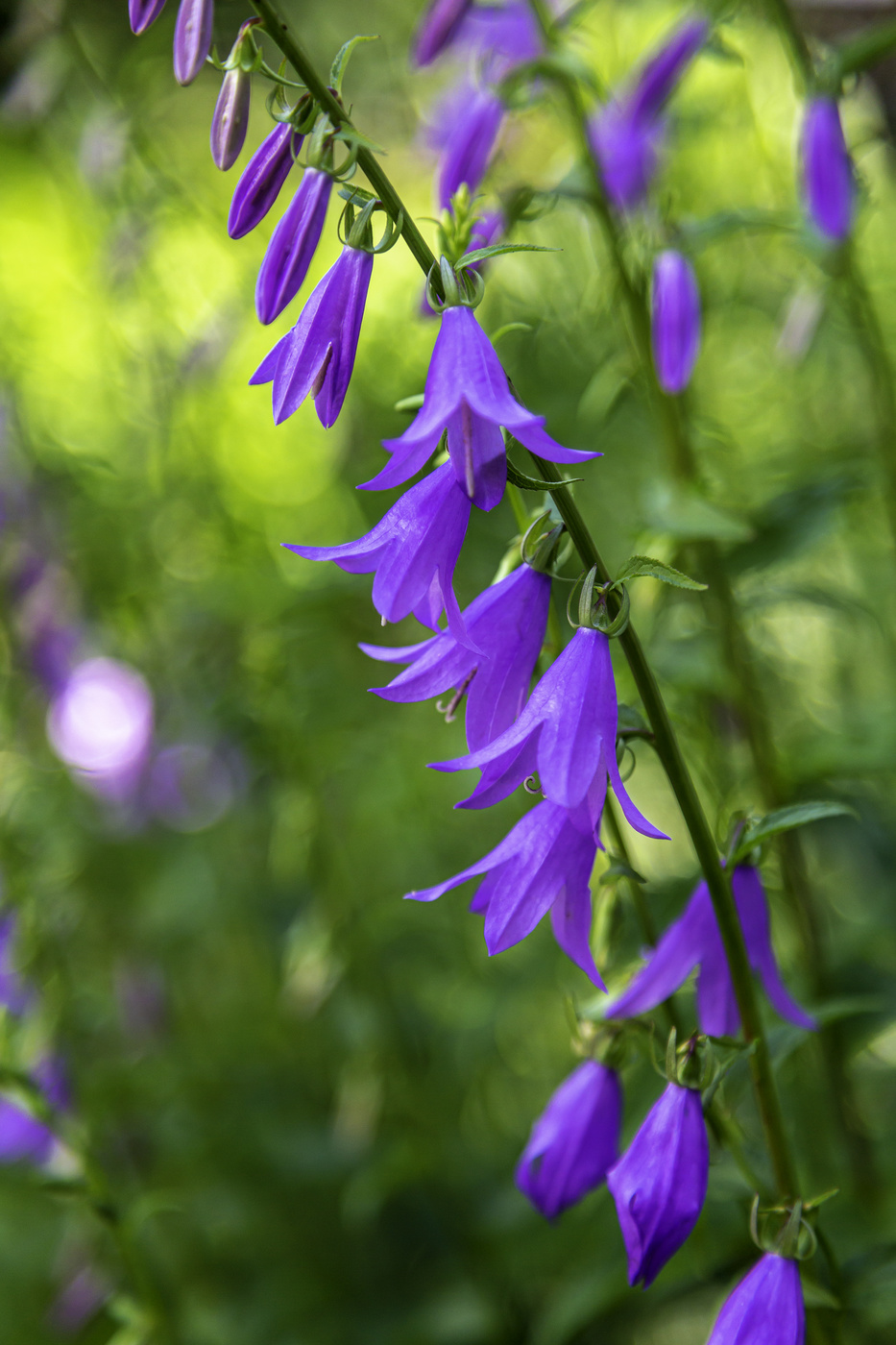 Purple Bell Flowers