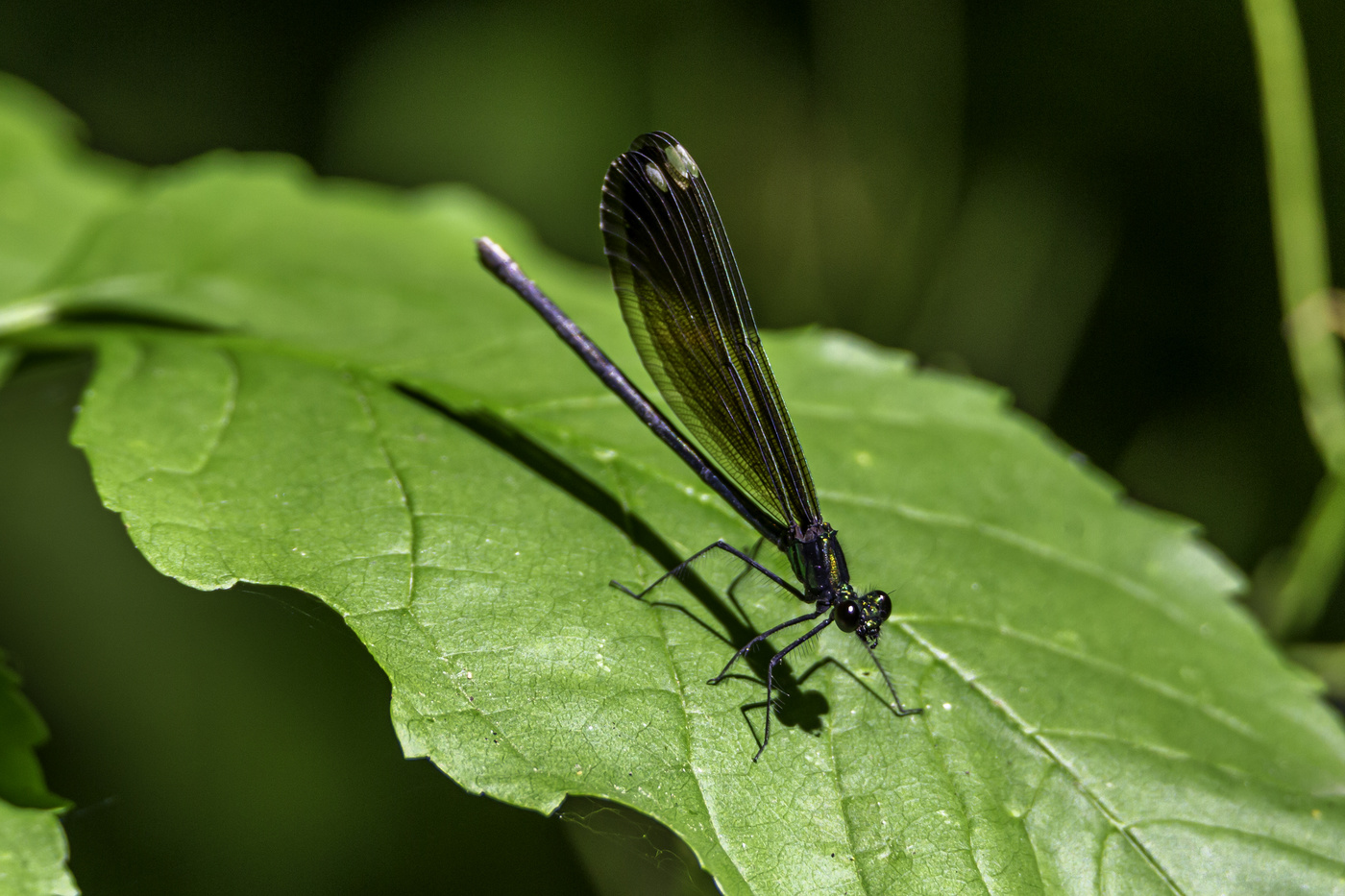 Ebony Damselfly