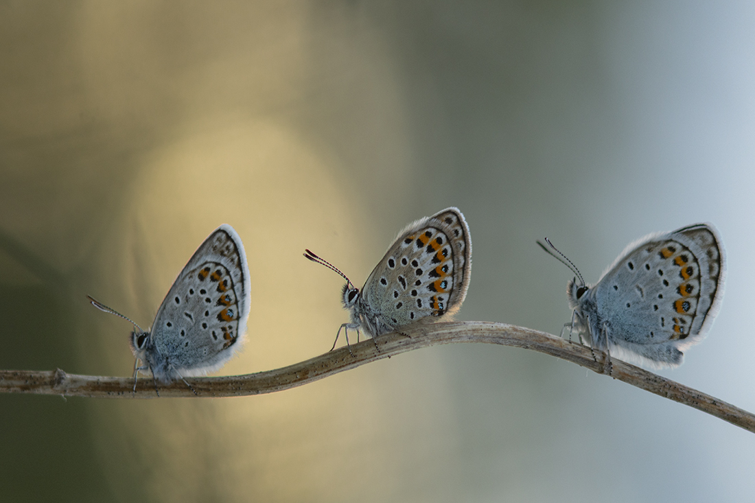 Gemeinsam fröhlich zu Fuß
