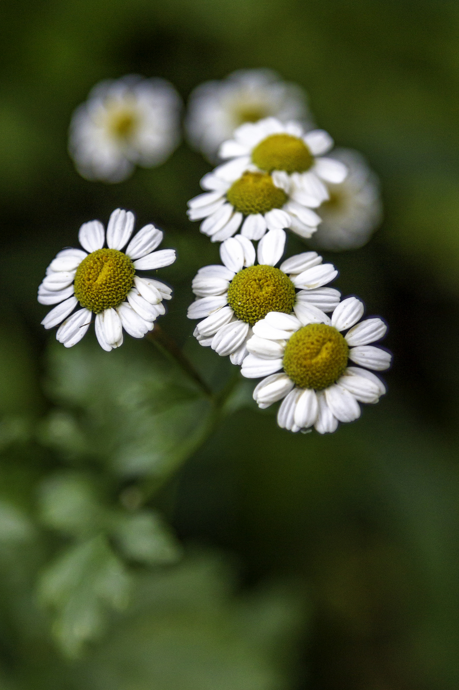 Cluster of Camomile