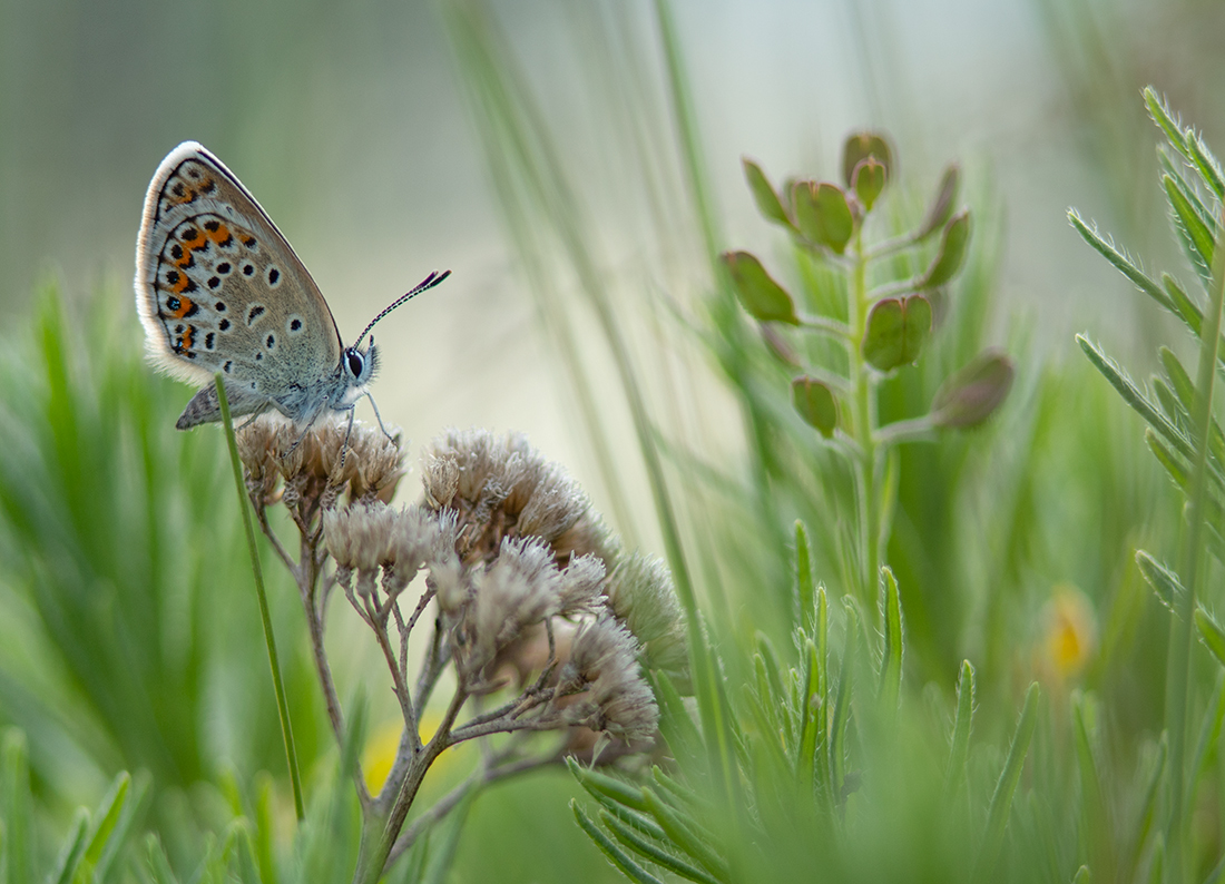 Über ein Schmetterling
