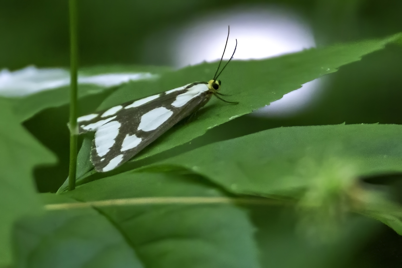 Yellow Headed Moth