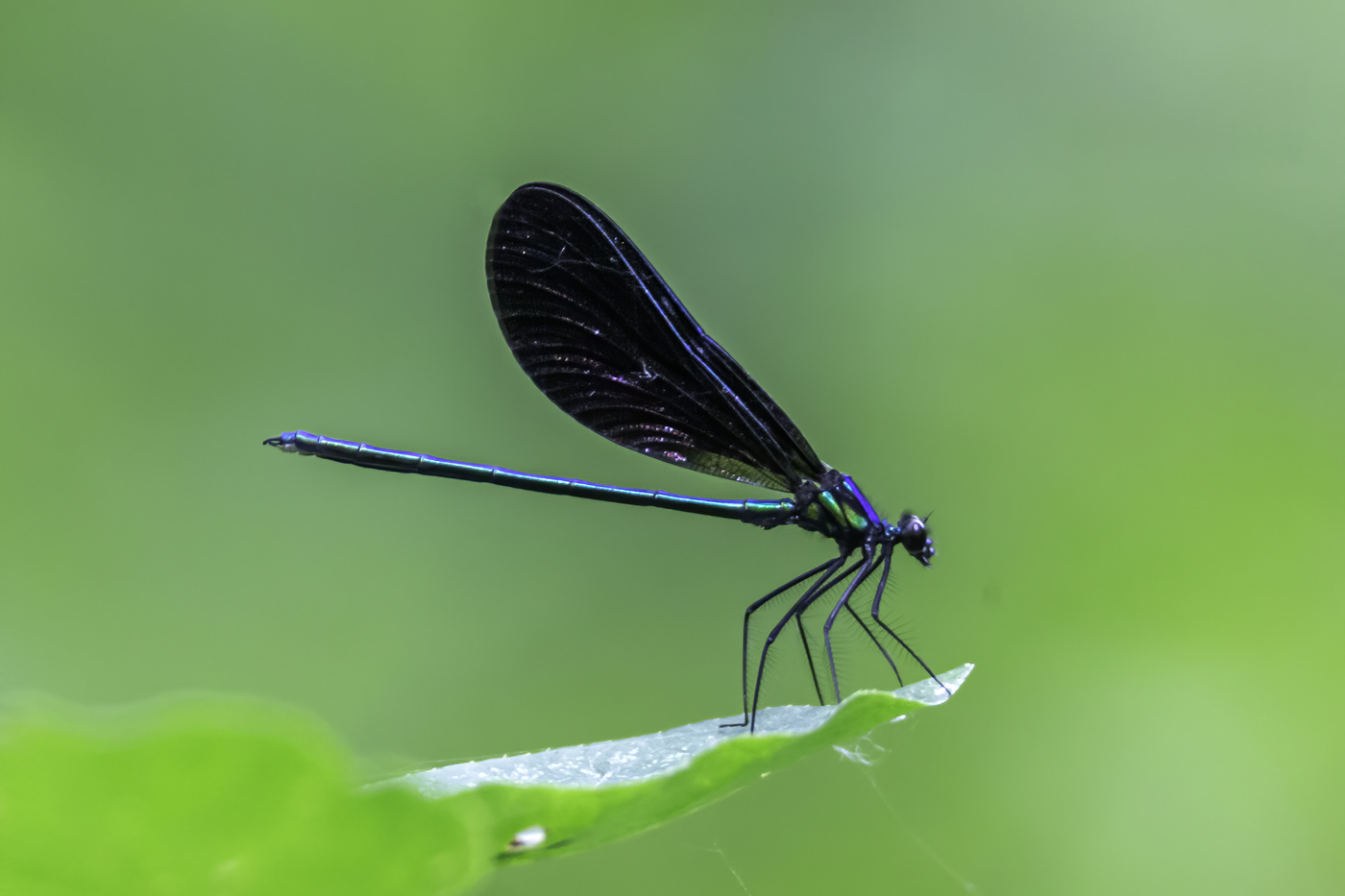 Bluel Damselfly