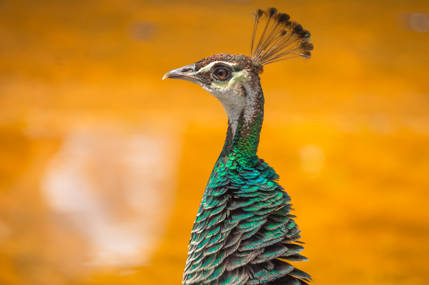 La pava estira el cuello.