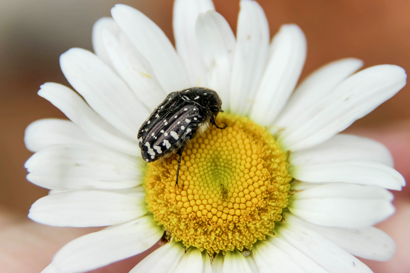 Black beetle on camomile