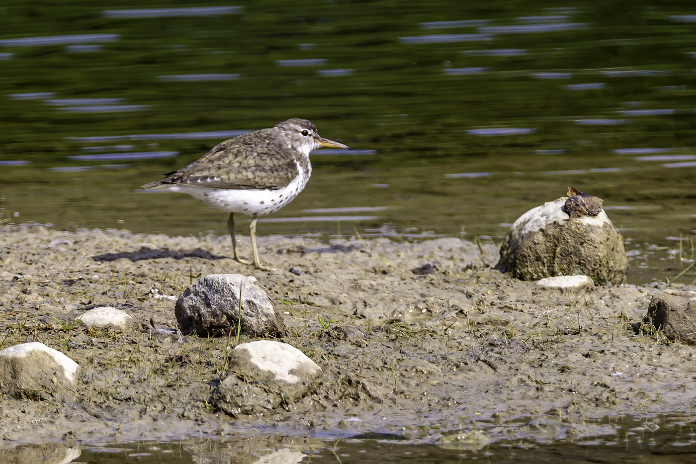 Spotted Sandpiper